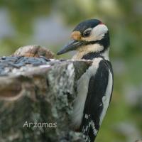 IMG_2060_300