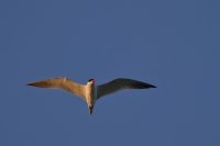 IMG_2033