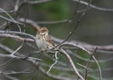 �������-������ (Ocyris rusticus) 
