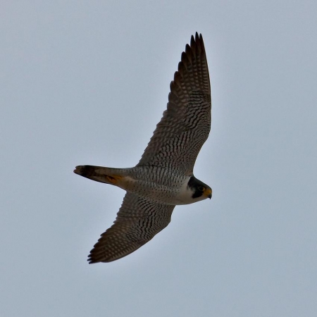 ������� � ��������� �����������