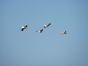 IMG_2755.JPG