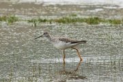 ���������� ���� (Tringa flavipes)