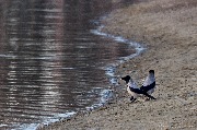 IMG_6494.jpg