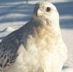 ���������� ����������� ������ ����