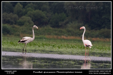 �������� � �������