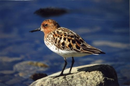 ���� �� �������� �������