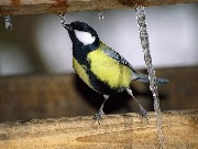 ������� ������, Parus major ���� ���� � ������ ��������. ������, ������������ ����. 5 ����� 2004 ����.
