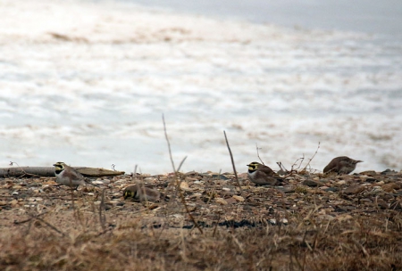 �����-2015: ���� �� ����. 31 �����