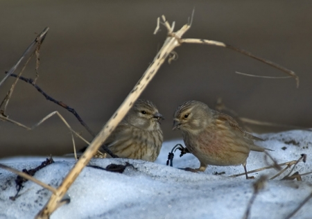 ����� ����: 28 �����