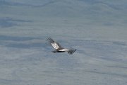 ������� ������ (Vultur gryphus)