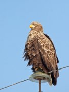 IMG_4556.jpg