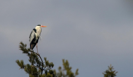 ���������� ���� � ������������ ������� ����� �������