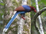Urocissa ornata  (Wagler, 1829)	Sri Lanka Blue Magpie
���������� ��������� ������

�������� ��� ����������, ��� ��������� ��� ���-�����