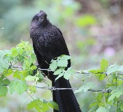 ��� (Crotophaga ani)