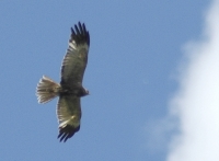 bird2