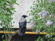 ����� ������ (Corvus cornix). ��� 2012, �������.