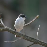 ���������-��������� (Ficedula hypoleuca)