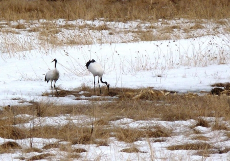 ������ ������. ���� ������.