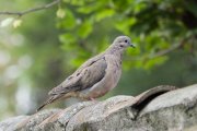 ������� ������� (Zenaida auriculata)
