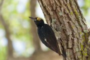 ����������� ���������� (Melanerpes cruentatus)