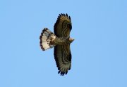 IMG_5778_filtered1.JPG