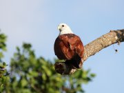 Haliastur indus (Boddaert, 1783)	Brahminy Kite
���������� ������

������������ ���� �������