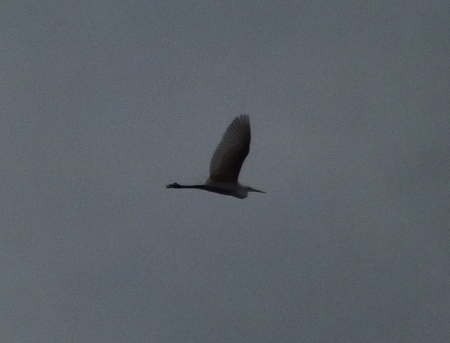 �����-2020: ���� �� ����, �������