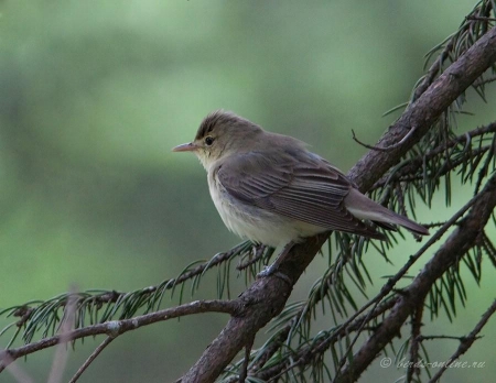 �����-2011: ���� �� ����. 17 ���