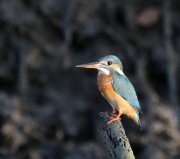 Alcedo attis - ��������� ������������