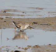 Xenus cinereus - ���������