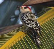 IMG_2681.JPG