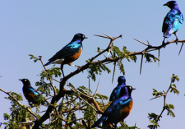 �����  ���� ����   ����� �������������