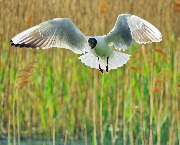 ������ �����, Larus ridibundus, ���������� ��� ����� ����� ������ ���� ������-���������� ������ ������������ �����. ������, ������������ ����. 25 ��� 2017 ����.