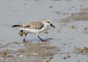 Calidris alba - ��������