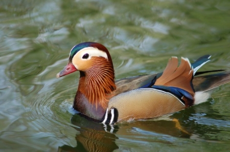 ������ ��������� �������