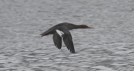 ������ �������