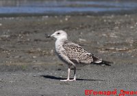 IMG_2586