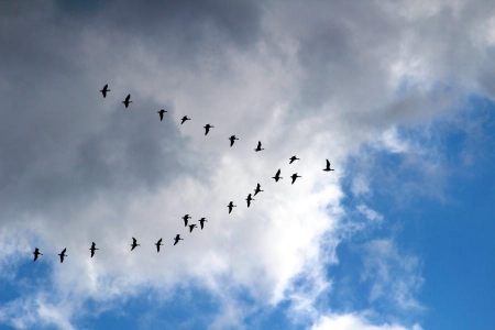 ���� ���� � ����������� �����������