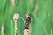 ������ ������� (Locustella certhiola). 26.06.2016. ������� ���.
