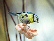 ������ ���������, Parus caeruleus �� ������� ����, ������������ �� �������. ������, ���������� ����, ����� ����� 2003 ����.