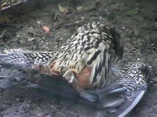 ����� �������� ���� �� ��������  ������� � ���������� ��������