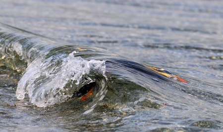 � ������ ����������� ������������ ���������� �������� �������� ��������