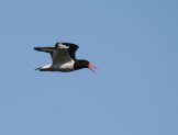 �����-������ (Haematopus ostralegus)
