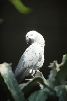 Alba