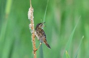 ������ ������� (Locustella certhiola). 26.06.2016. ������� ���.