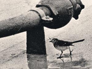 ����� ����������