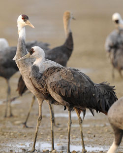 ������ ����� � ������