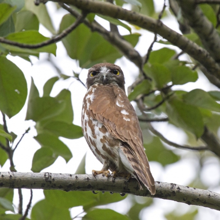 �  ����������� ��������� ��� � �������������