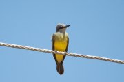 ���������� ����������� ������ (Tyrannus albogularis)