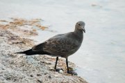 Ҹ���� ����� (Leucophaeus fuliginosus). ������� �����.